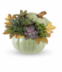 Sage Pumpkin Succulent Garden from Visser's Florist and Greenhouses in Anaheim, CA